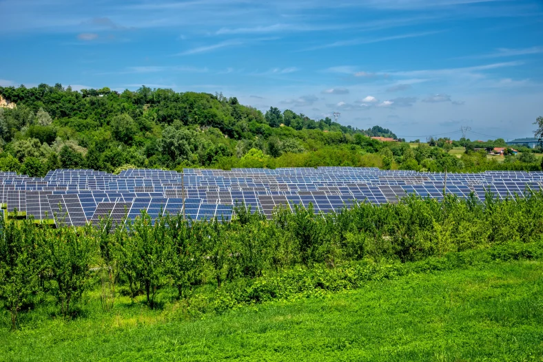 Solar panels installed in the vegetation