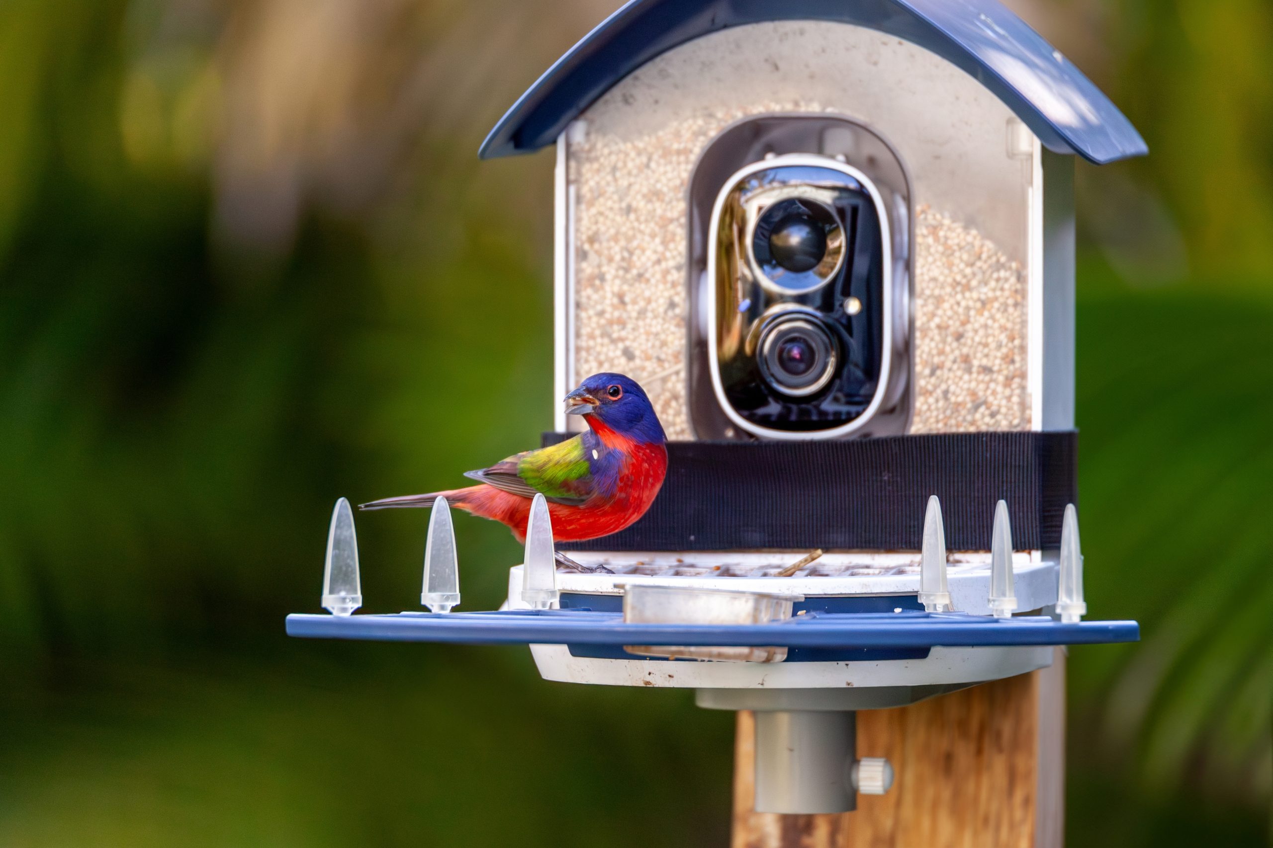 A colorful bird feeding from the solar bird feeder with a built-in camera